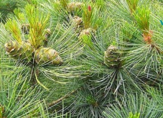 10 გავრცელებული დაავადება, რომელსაც მკურნალობენ წიწვებით