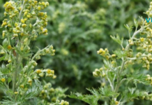 აბზინდა მრავალი დაავადების სამკურნალო საშუალებაა!