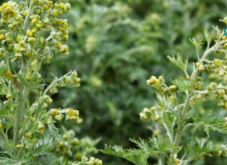 აბზინდა მრავალი დაავადების სამკურნალო საშუალებაა!