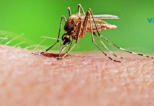 სამუდამოდ დაგავიწყდებათ სახლში ბუზებისა და კოღოების არსებობა: ჩვენ მათ ერთხელ და სამუდამოდ მოვიშორებთ!