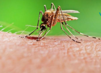 სამუდამოდ დაგავიწყდებათ სახლში ბუზებისა და კოღოების არსებობა: ჩვენ მათ ერთხელ და სამუდამოდ მოვიშორებთ!