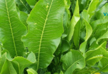 ხრენი ერთადერთი მცენარეა, რომელსაც შეუძლია მარილის გაყვანა კანის ფორებში..