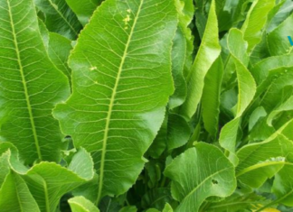 ხრენი ერთადერთი მცენარეა, რომელსაც შეუძლია მარილის გაყვანა კანის ფორებში..