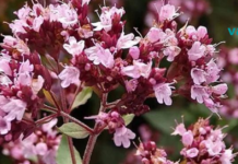 ჩინგიზ ხანის ჩაის საიდუმლო რეცეპტი..