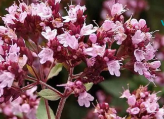 ჩინგიზ ხანის ჩაის საიდუმლო რეცეპტი..