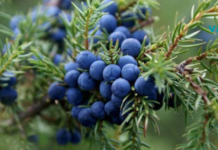 ყველაზე ეფექტური ხალხური საშუალება დიაბეტის სამკურნალოდ!