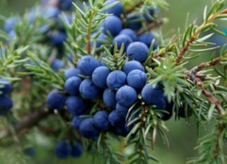 ყველაზე ეფექტური ხალხური საშუალება დიაბეტის სამკურნალოდ!