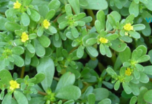 ნუ უწოდებთ მას სარეველას, ეს ბალახი ერთ-ერთი საუკეთესოა თქვენი ჯანმრთელობის გასაუმჯობესებლად