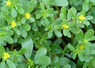 ნუ უწოდებთ მას სარეველას, ეს ბალახი ერთ-ერთი საუკეთესოა თქვენი ჯანმრთელობის გასაუმჯობესებლად