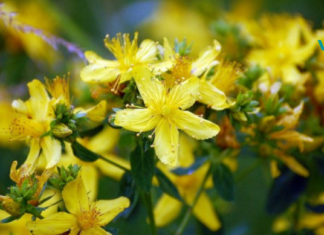 წმინდა იოანეს ვორტი ორგანიზმში საგრძნობლად ზრდის ბედნიერების ჰორმონებს!