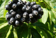 ამ ნაყოფის ფასდაუდებელი სარგებლის შესახებ ცოტამ თუ იცის!!