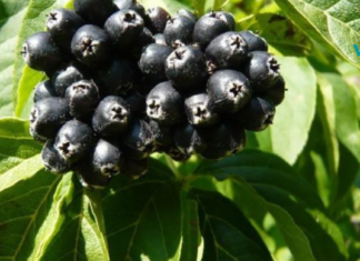 ამ ნაყოფის ფასდაუდებელი სარგებლის შესახებ ცოტამ თუ იცის!!