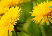 ეს მეთოდი მოაგვარებს ძვლებისა და სახსრების პრობლემებს..