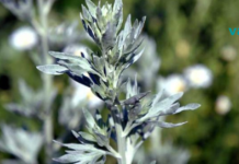 როგორ მოვიშოროთ პარაზიტები ეფექტურად: ვერცერთი აბი ვერ შეედრება ამ საშუალებას