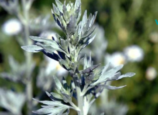 როგორ მოვიშოროთ პარაზიტები ეფექტურად: ვერცერთი აბი ვერ შეედრება ამ საშუალებას