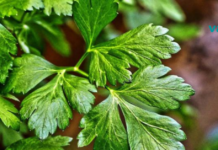 მხოლოდ 1 ინგრედიენტი გეხმარებათ საშარდე გზების ინფექციისგან სრულად განთავისუფლებაში