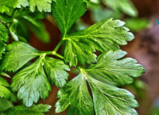 მხოლოდ 1 ინგრედიენტი გეხმარებათ საშარდე გზების ინფექციისგან სრულად განთავისუფლებაში