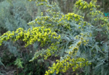 რაზეც ექიმები დუმან. ჭიის არაჩვეულებრივი თვისებები…