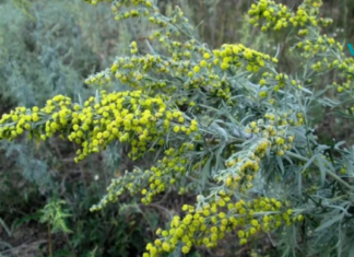 რაზეც ექიმები დუმან. ჭიის არაჩვეულებრივი თვისებები…