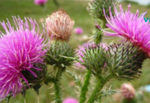 რძიანა – კურნავს ყველაფერს..!!