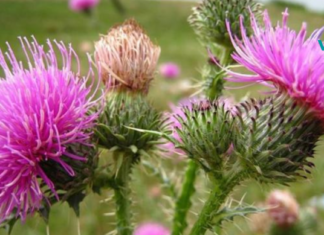 რძიანა – კურნავს ყველაფერს..!!