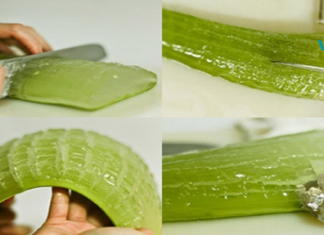 შოკისმომგვრელი მიზეზები, თუ რატომაა ალოე ვერა სასწაულმოქმედი მცენარე სამკურნალოდ! ძვირადღირებულ წამლებს აღარასდროს იყიდით