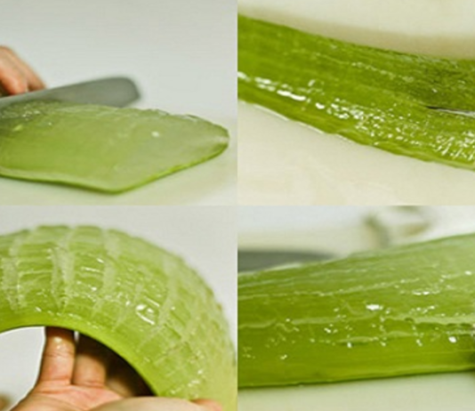 შოკისმომგვრელი მიზეზები, თუ რატომაა ალოე ვერა სასწაულმოქმედი მცენარე სამკურნალოდ! ძვირადღირებულ წამლებს აღარასდროს იყიდით