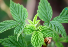 ჟოლოს ფოთლების სამკურნალო თვისებები!..