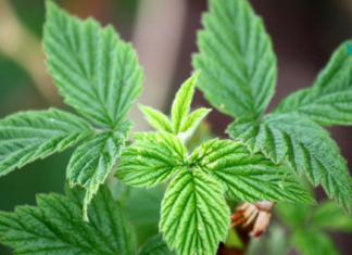 ჟოლოს ფოთლების სამკურნალო თვისებები!..