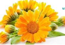 სამკურნალო დეკორექცია კალენდულასგან.!