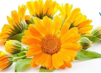 სამკურნალო დეკორექცია კალენდულასგან.!