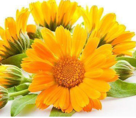 სამკურნალო დეკორექცია კალენდულასგან.!