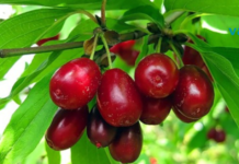 სამკურნალო თვისებები, მისი გამოყენება და რეცეპტები..!