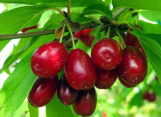 სამკურნალო თვისებები, მისი გამოყენება და რეცეპტები..!