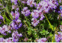 ამ ბალახის სამკურნალო თვისებების გადაჭარბება შეუძლებელია! ღირს განსაკუთრებული ყურადღების მიქცევად!