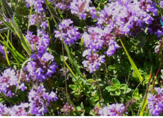 ამ ბალახის სამკურნალო თვისებების გადაჭარბება შეუძლებელია! ღირს განსაკუთრებული ყურადღების მიქცევად!