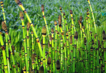 შვიტა მეორე პურია! საოცარი პროდუქტის უცნობი თვისებები. .