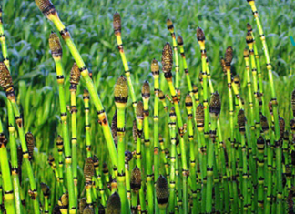 შვიტა მეორე პურია! საოცარი პროდუქტის უცნობი თვისებები. .