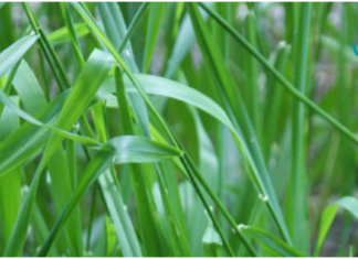 საოცარია, მაგრამ ხორბლის სარეველა ბალახი ეხმარება ჯანმრთელობის გაუმჯობესებას!