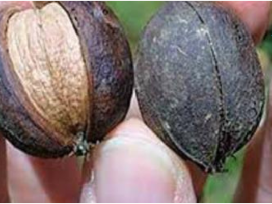 თუ გსურთ იცხოვროთ ქოლესტერინის გარეშე და არ გქონდეთ გულ-სისხლძარღვთა პრობლემები, უბრალოდ მიირთვით ერთი ნაჭერი ეს ..