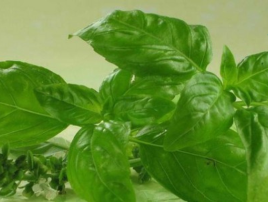 ერთგული მკითხველისთვის! რეჰანი მართლაც რომ ღვთის საჩუქარია, არა? . .