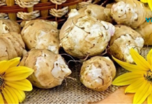 მიწავაშლა ძალიან სასარგებლოა დიაბეტით და პანკრეასით დაავადებული ადამიანებისთვის. .