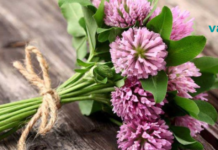 სამყურა ასპირინის ბუნებრივი შემცვლელია! იცოდით ამის შესახებ?