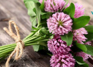 სამყურა ასპირინის ბუნებრივი შემცვლელია! იცოდით ამის შესახებ?