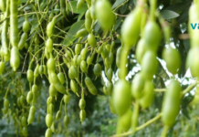 იაპონური სოფორა არა მხოლოდ იძლევა თაფლს, არამედ კურნავს ავადმყოფობასაც!