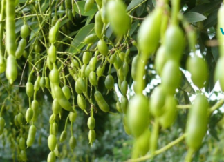 იაპონური სოფორა არა მხოლოდ იძლევა თაფლს, არამედ კურნავს ავადმყოფობასაც!