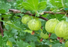 ეს ხილი თითქმის ყველა ბოსტნეულს ჯობია და 20-ჯერ მეტი ვიტამინი C აქვს ვიდრე ფორთოხლის წვენშია…