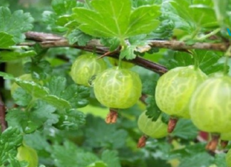 ეს ხილი თითქმის ყველა ბოსტნეულს ჯობია და 20-ჯერ მეტი ვიტამინი C აქვს ვიდრე ფორთოხლის წვენშია…