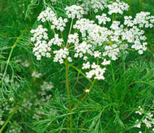 ეს საოცარი მცენარე ორგანიზმის მრავალ დაავადებას უმკლავდება!