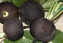 დაამარცხეთ სახსრების ნებისმიერი ტკივილი – შავი ბოლოკი! წარმოუდგენელი ეფექტურობა!